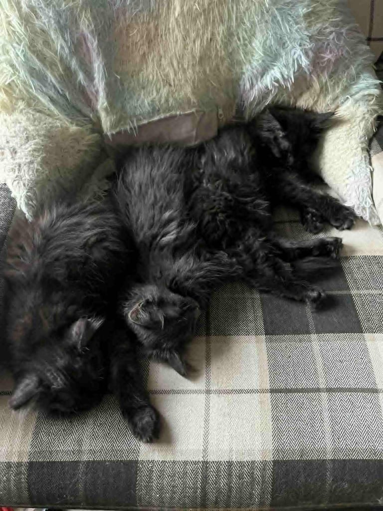 image for maine coon/ragdoll kittens