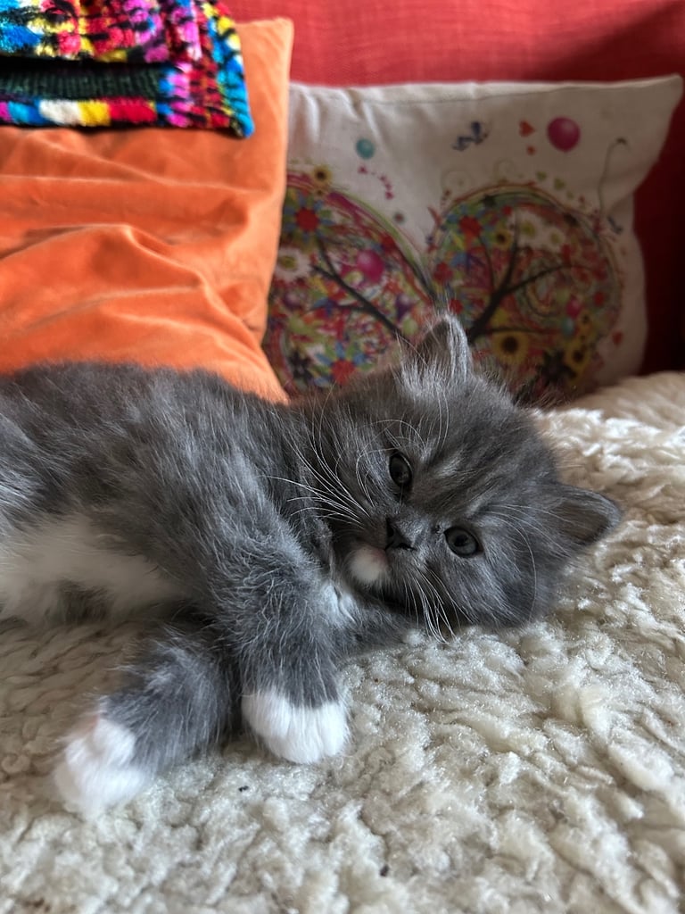 Gorgeous ragdoll male for sale