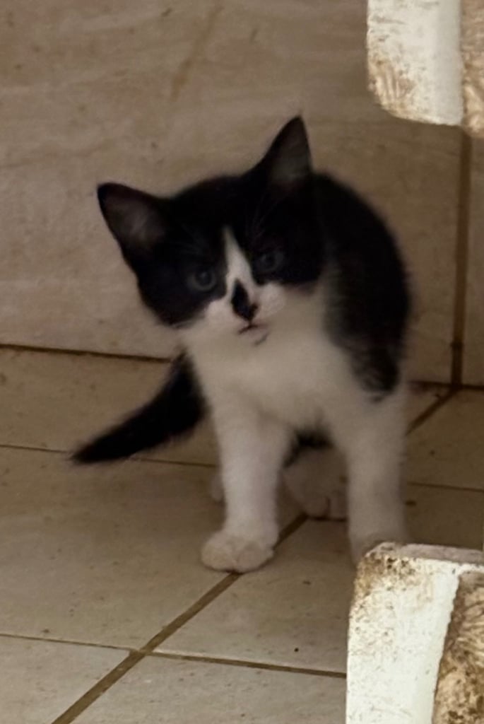 Kittens ready now 