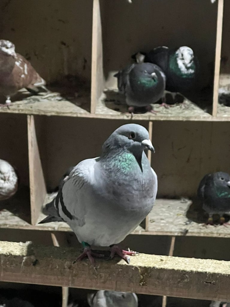 Beautiful pigeons for sale in Edinburgh from £10
