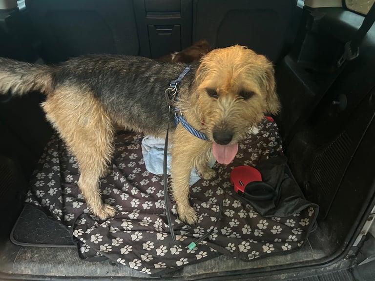 Macy, Mixed breed dog  age 2  female 