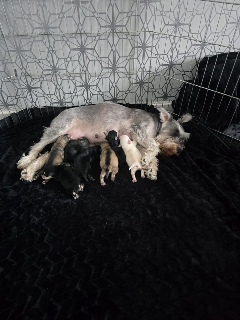 Beautiful Miniture schnauzers