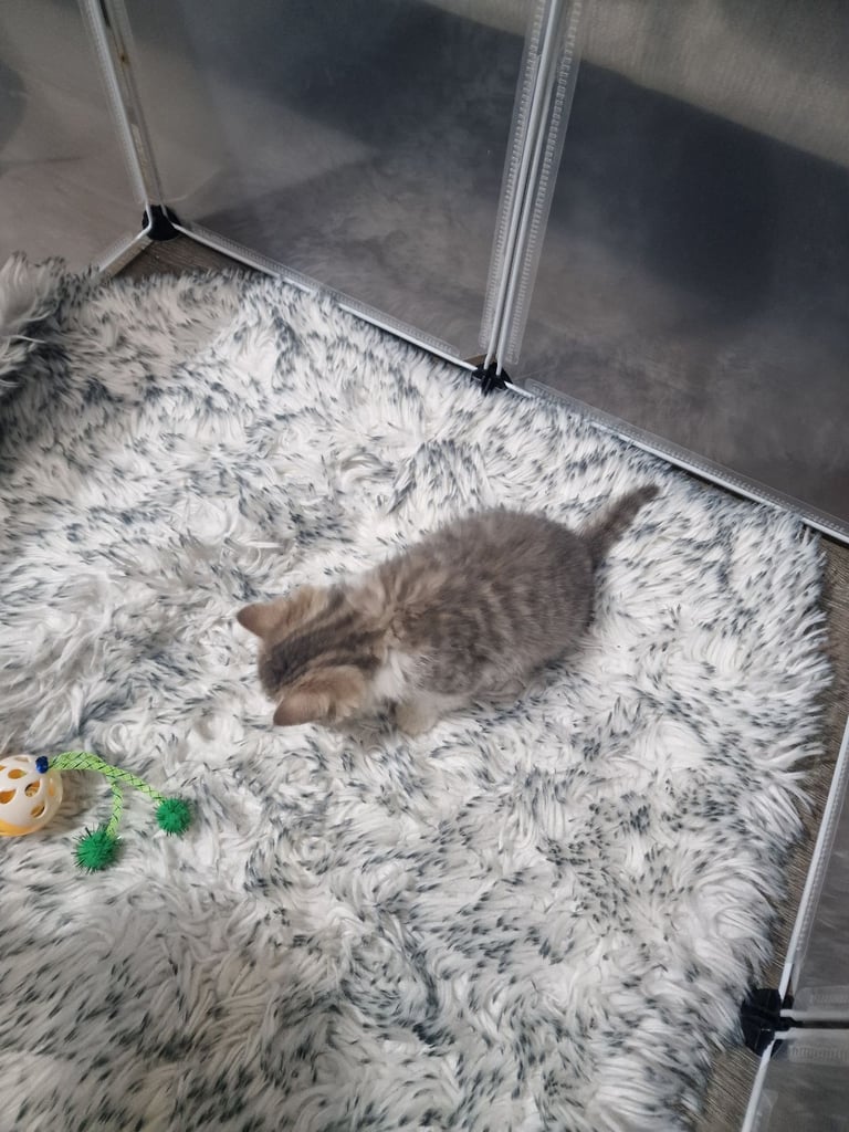 7 kittens 