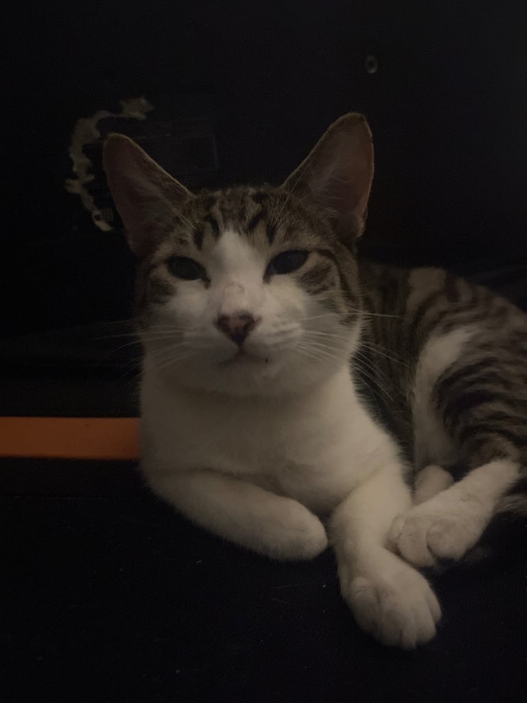 2 cats for sale  full pedigree f4 Bengal and a tabby cross price in description