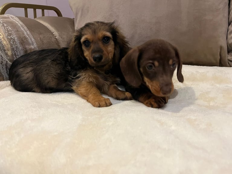 Dachshund puppies 