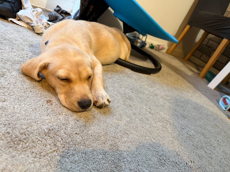 image for 15 Week Old Puppy 