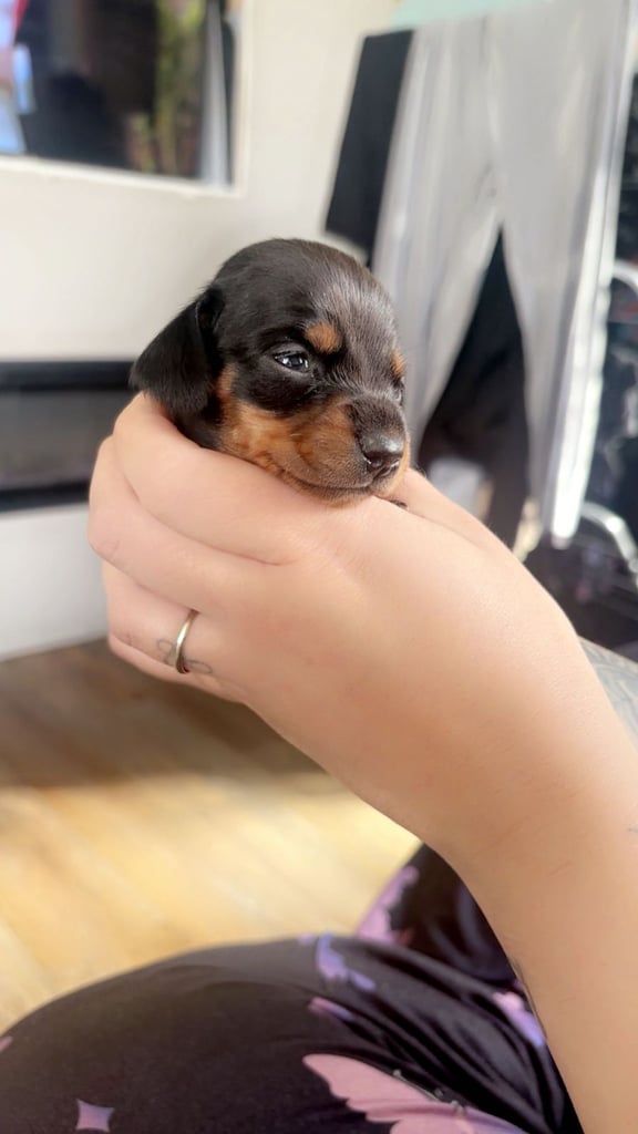 Beautiful miniature dachshunds, deposits being taken now
