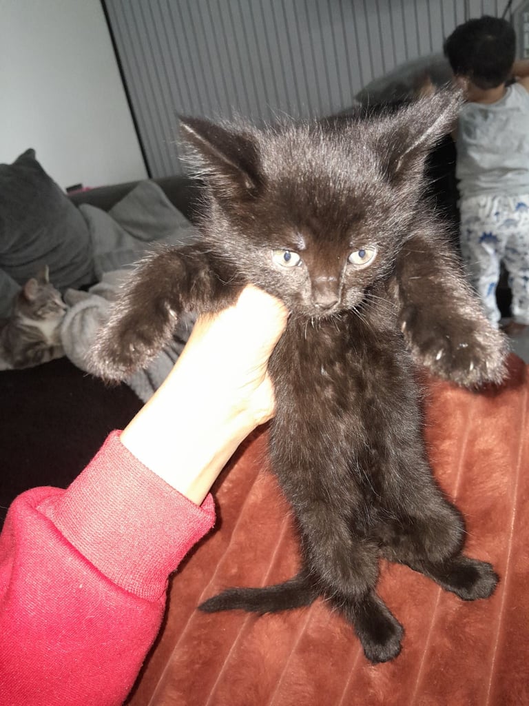 Kittens for sale 