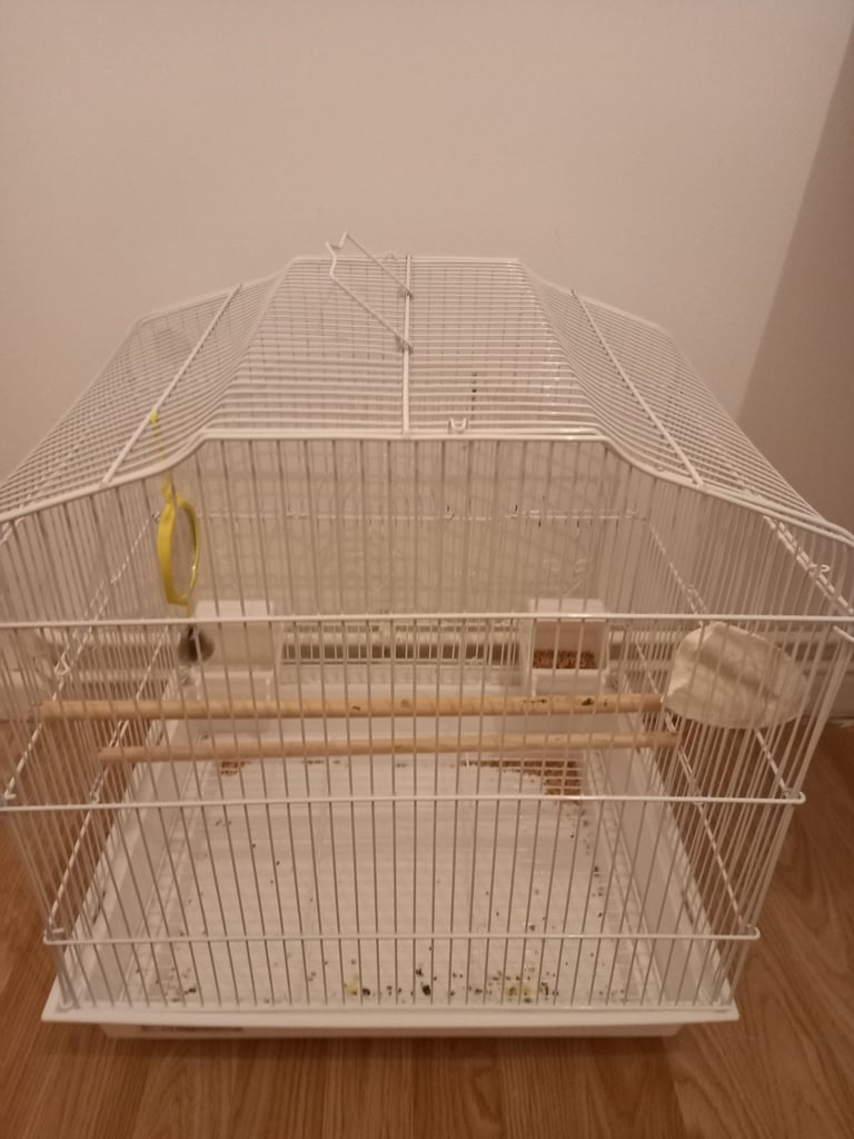 image for Pair of birds