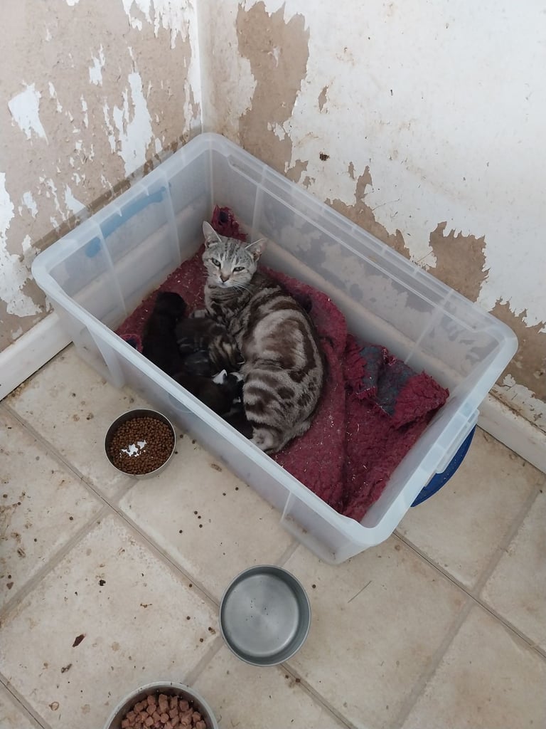 Kittens looking for homes