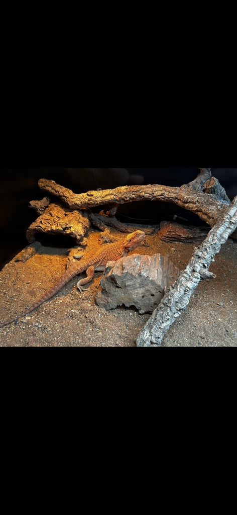 1 year old female bearded dragon + 4 ft by 4ft tank and all accessories 