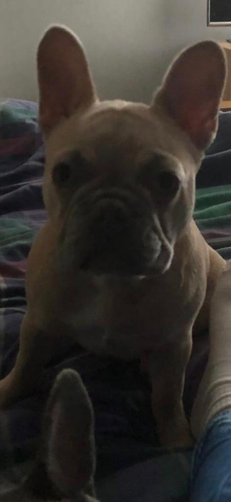 French bulldog pup 