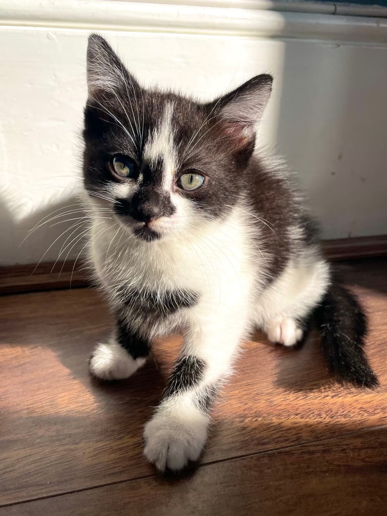 Two GORGEOUS Kittens - male & female 