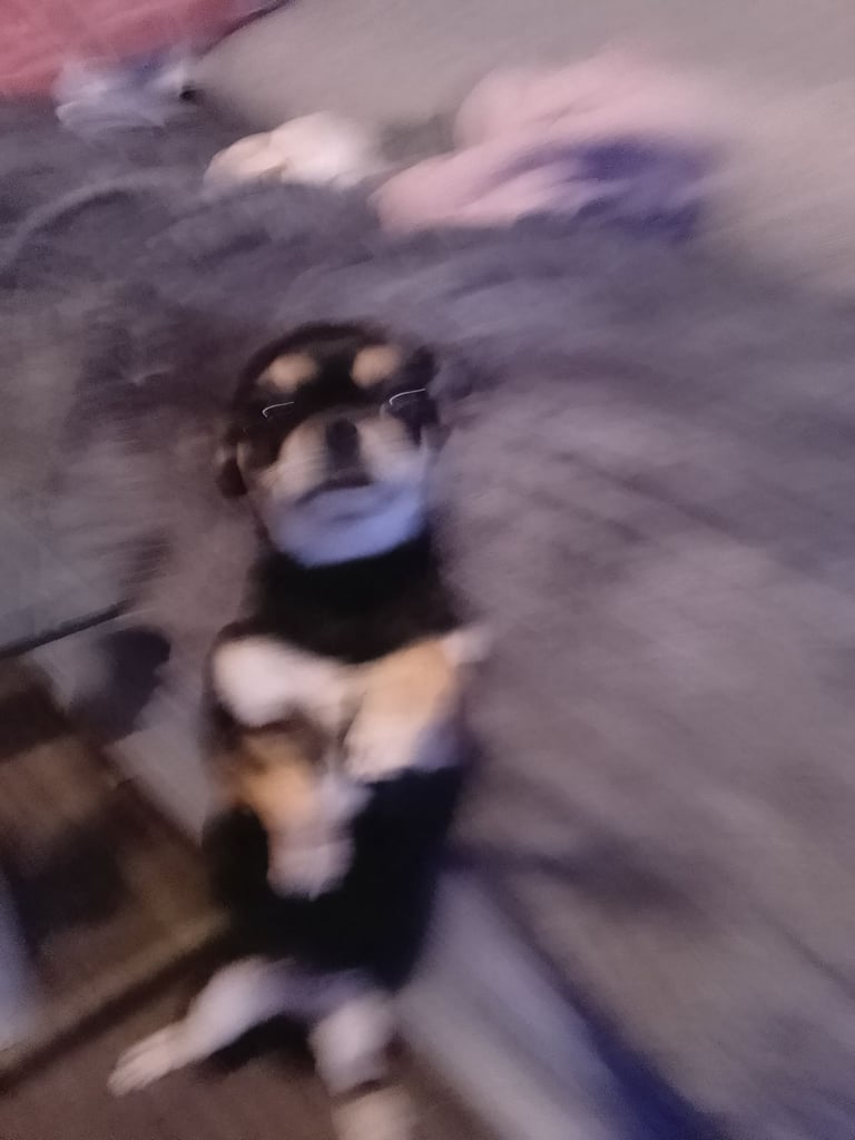 Chihuahua 