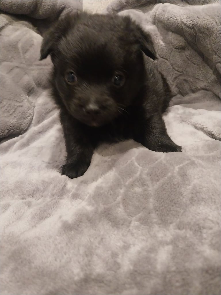 image for Pomeranian/terrior