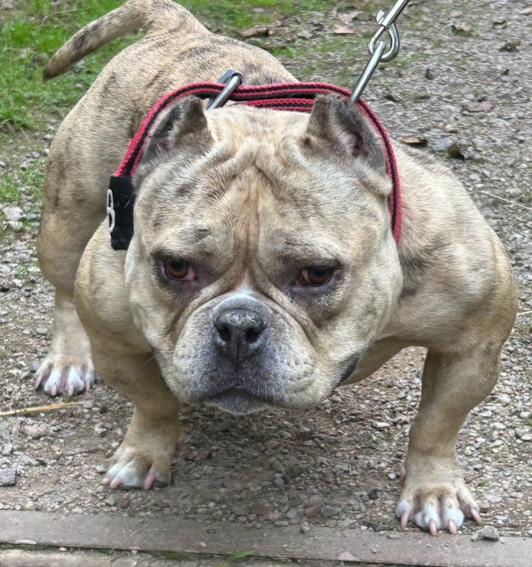 Micro Pocket bully
