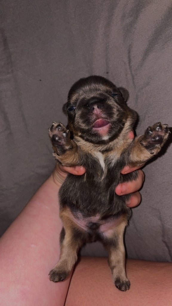1 week old fluffy French bulldogs 