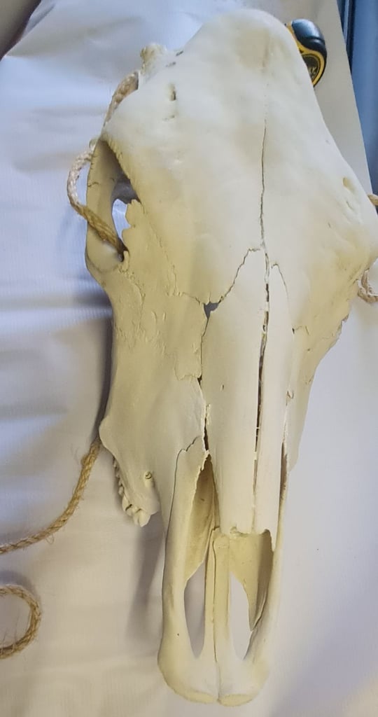 Texas Steer Skull &  Long Horns 