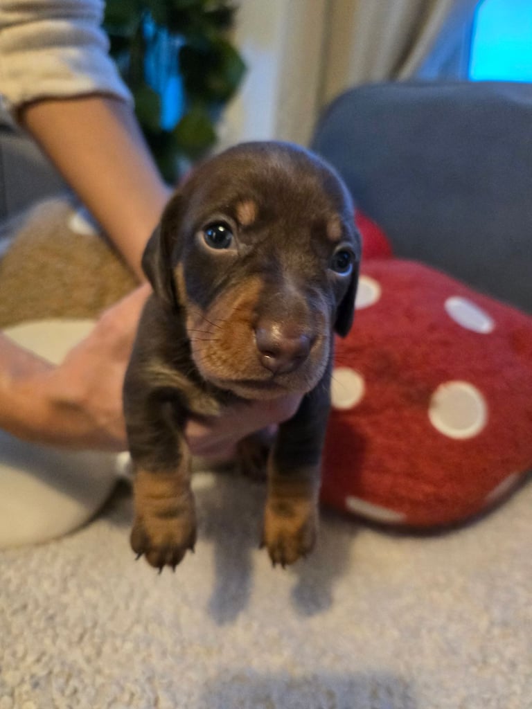 Full pedigree minature dachsund 