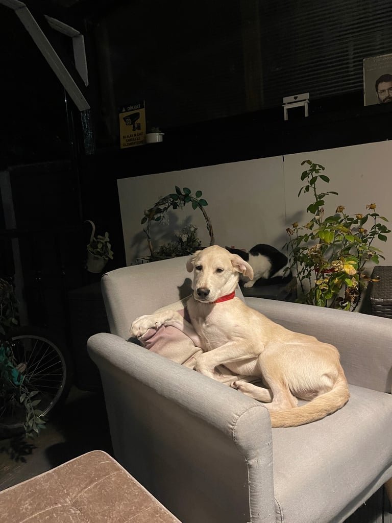 6-Month-Old Female mix breed – Spayed, Friendly & Needs Loving Home