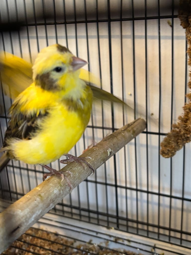 Gorgeous fife and border canaries