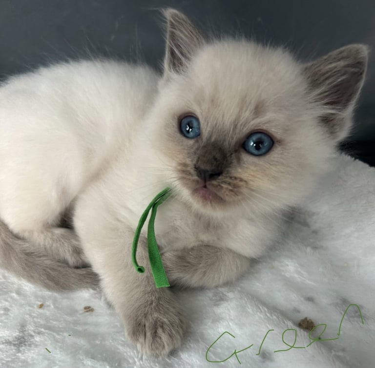Ragdoll - Ready now
