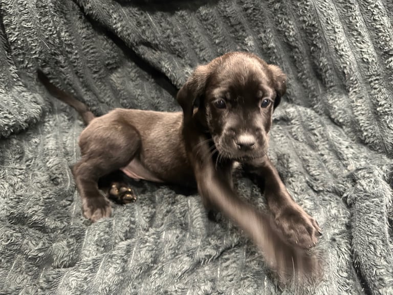Cane corso puppies