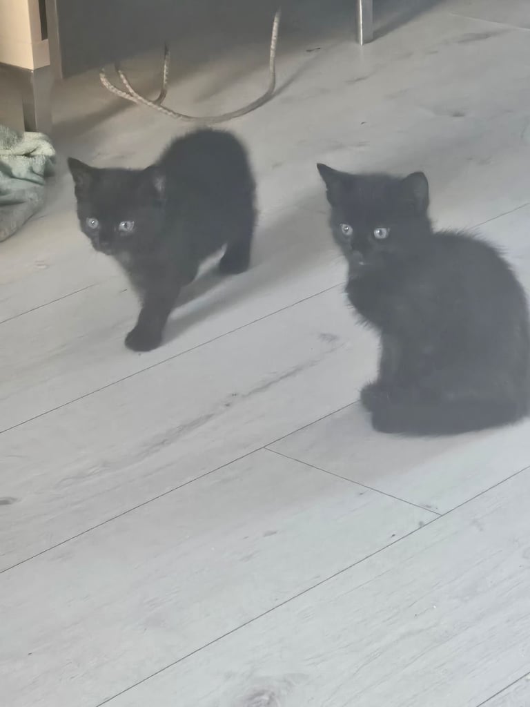 Black kittens for sale 