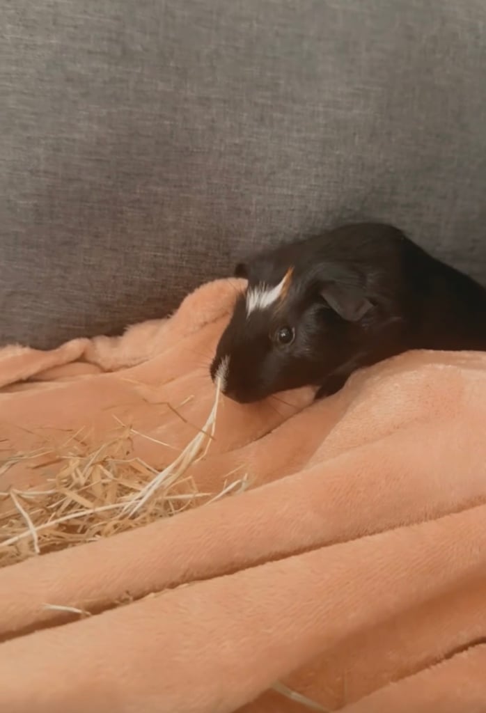 2 male guinea pigs (boars) with cage and accessories.