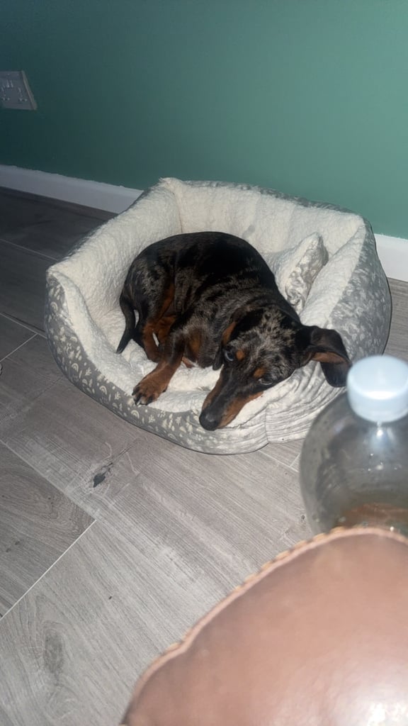 Dashshund