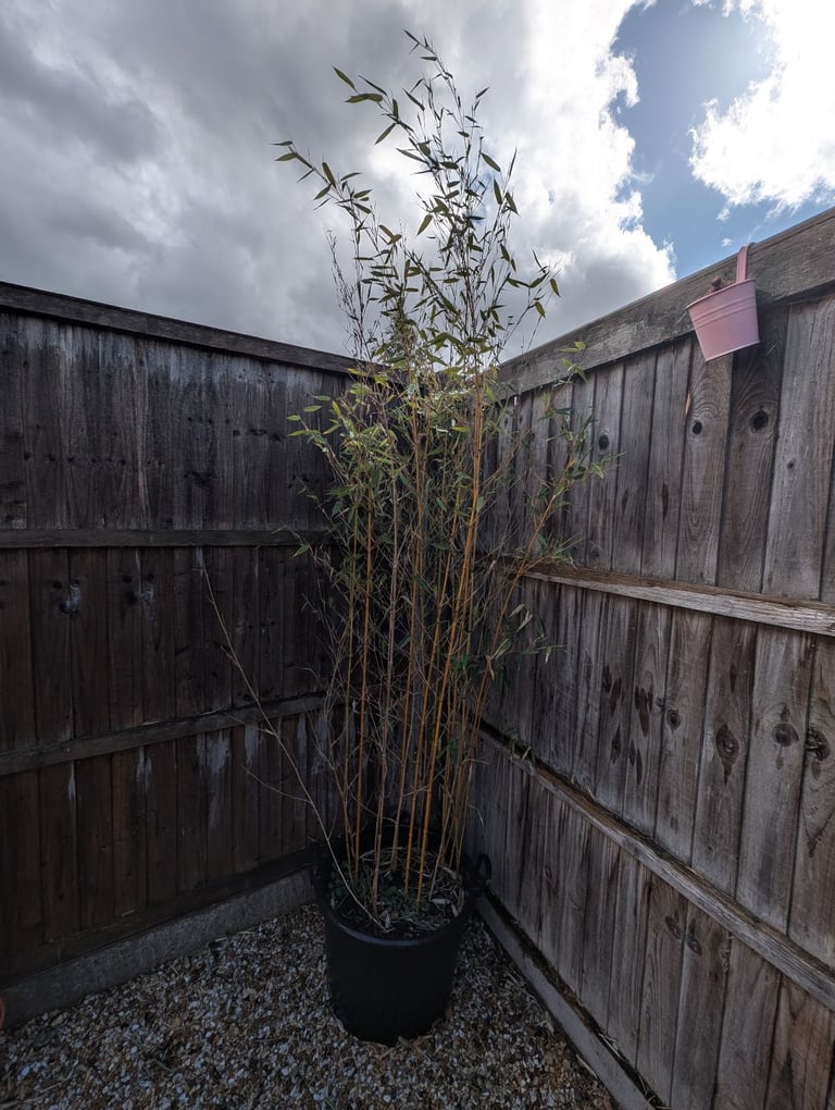image for Large Mature Golden Bamboo Plant in Pot (Approx. 7-8ft)