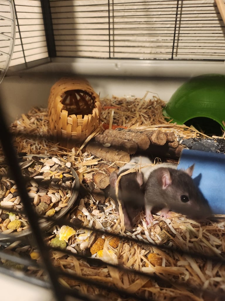 3 girls left Topeard&dumbos on way soon