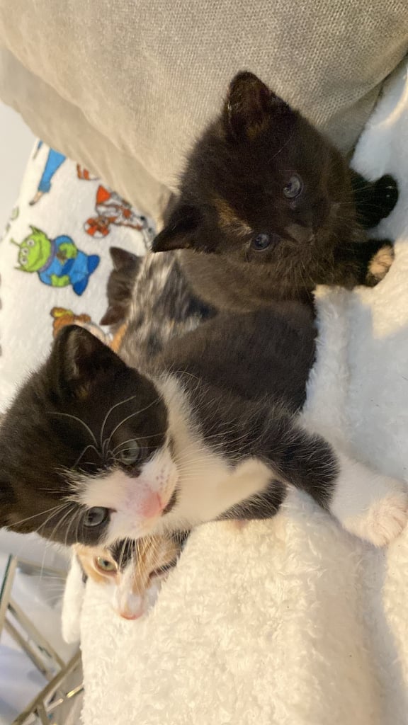 Kittens for sale 