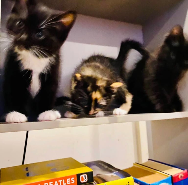 Kittens for sale