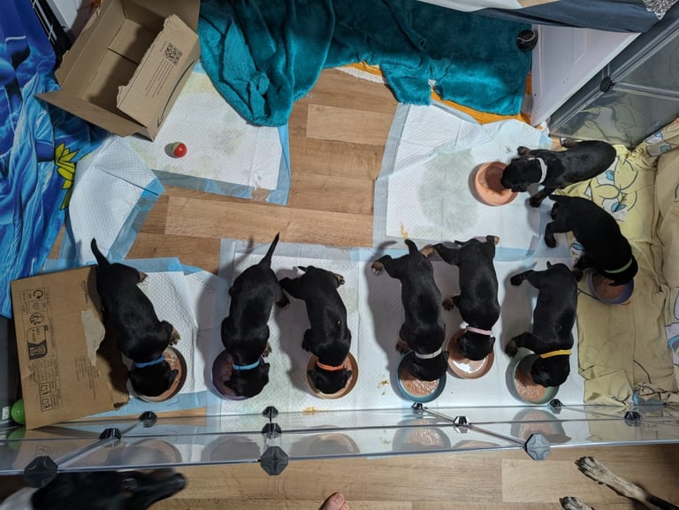 8 Springer, jack X staffy,whippet,saluki,bull greyhound puppies 