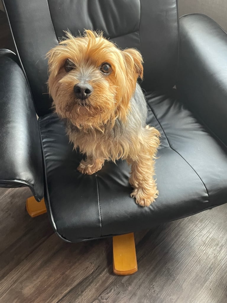 Yorkiepoo puppies for sale ( toy poodle x Yorkshire terrier 