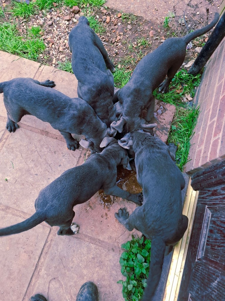 image for Pure cane corso puppies (Blue)
