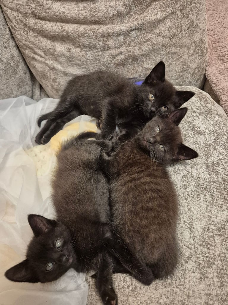 Kittens 