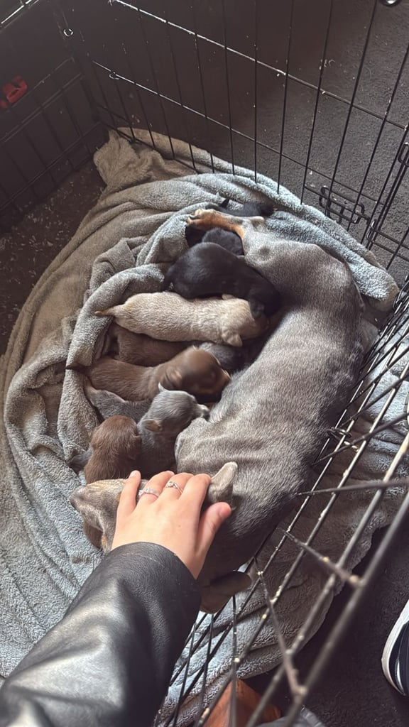 9 * 1 girl left *beautiful dachshund cross pom puppies 