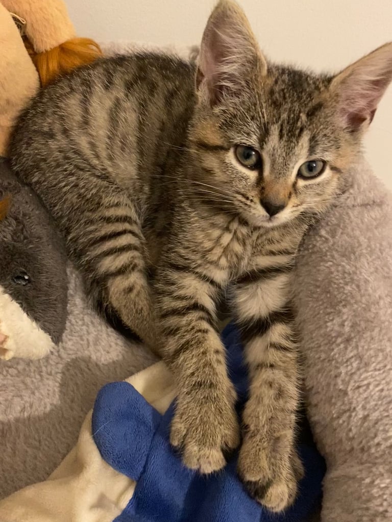 image for Kitten 10 weeks old male. With Cat Condo and Scratch Post