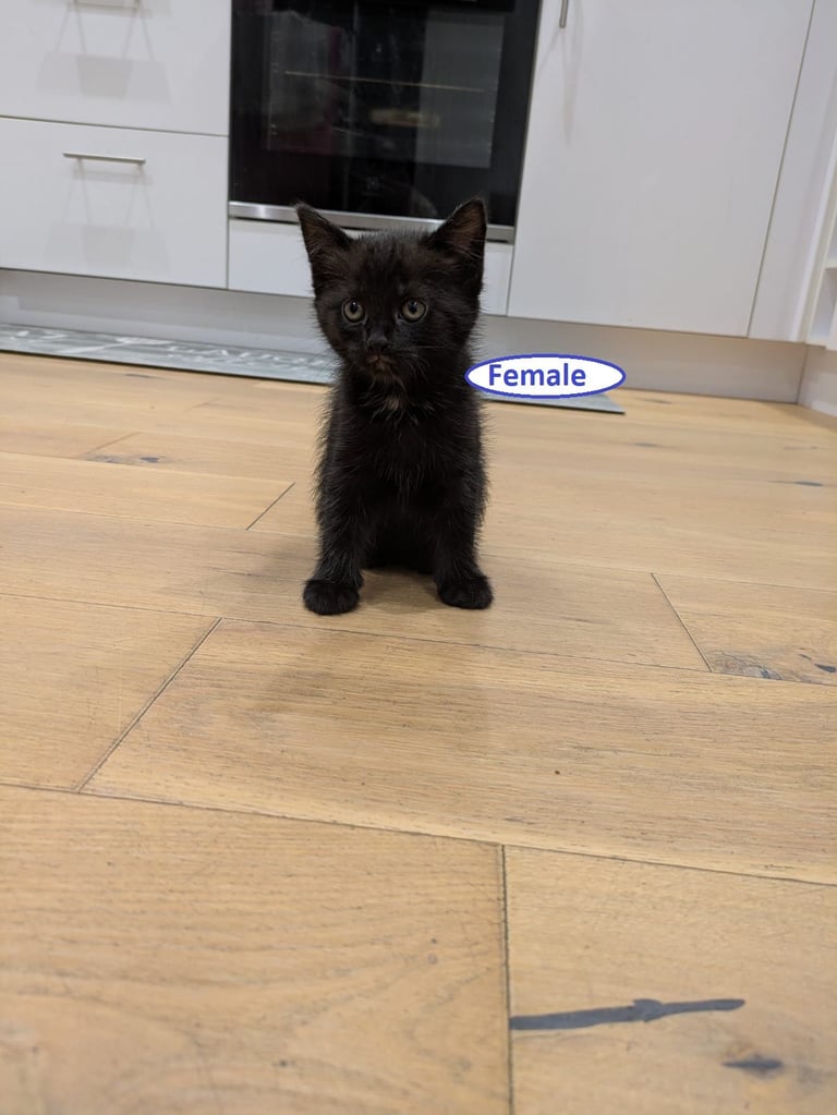 Adorable Kitten for Sale – Ready for her Forever Home!