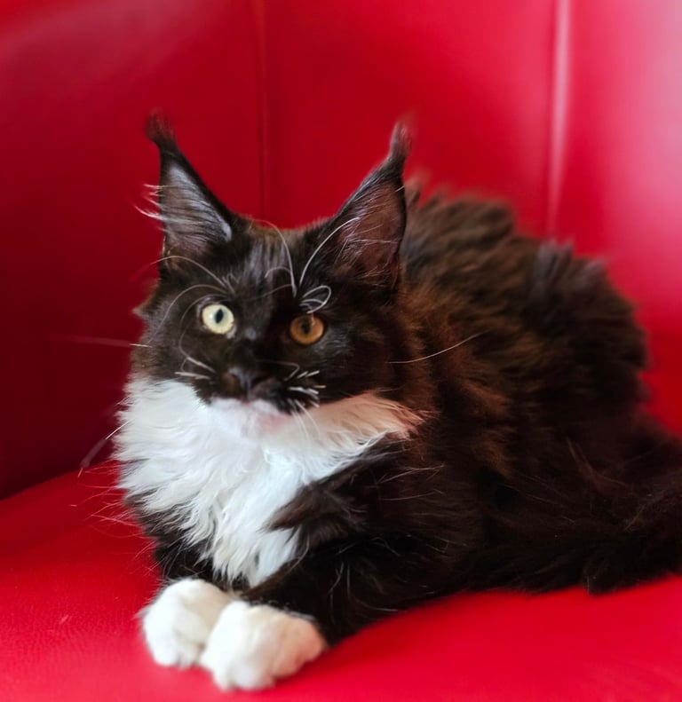 image for Last one Black with White Girls # Maine Coon kitten 