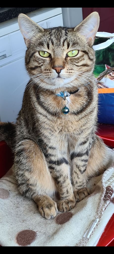 X5 Maine coon x Norwegian forest 