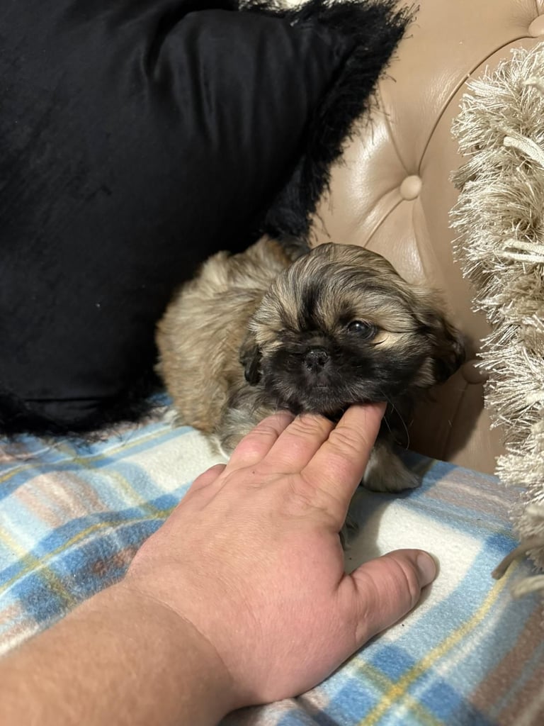 image for Shih tzu pup's 