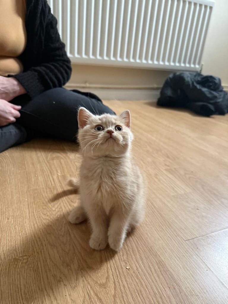 2 beautiful Bsh kittens 