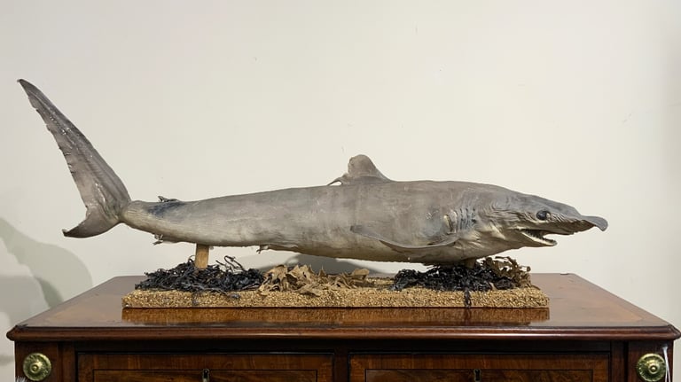 Rare Full Mount Taxidermy Shark - Huge Fin & 5 Gills - An Ideal Mancave Piece!