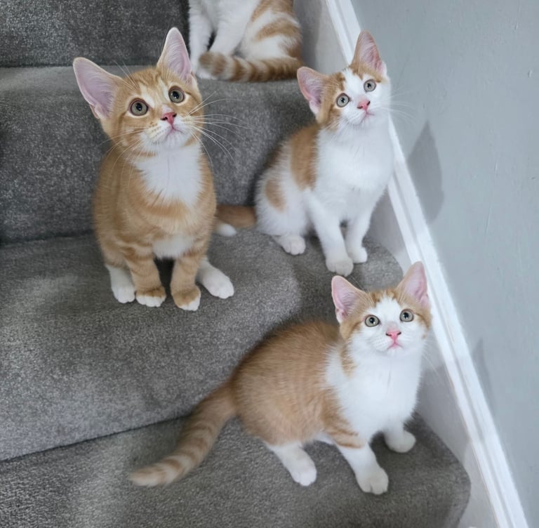 Mainecoon Cross Kittens (READY TO GO)