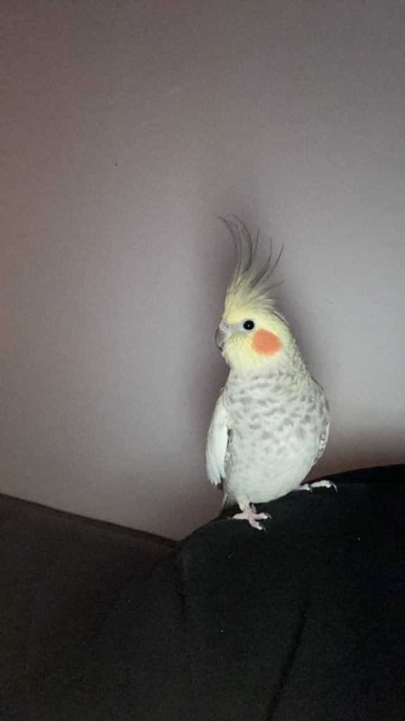 SOLD *pending collection* Cockatiel 