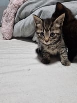 Kittens for sale 
