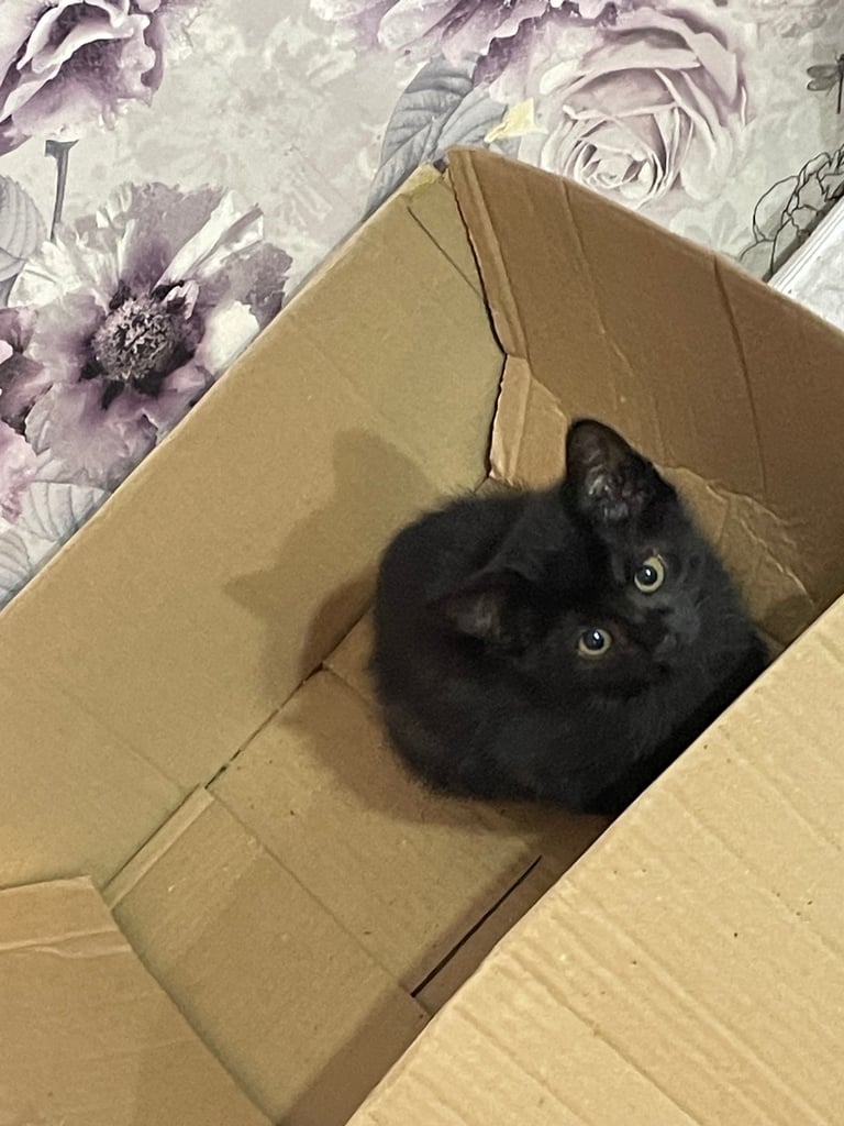 4 beautiful little black kittens looking for a new home